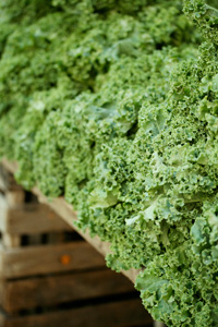 antioxidant-rich-kale