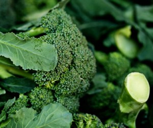 how to pick fresh broccoli