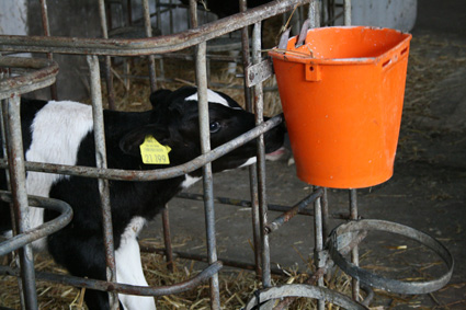 hungry calf drinking