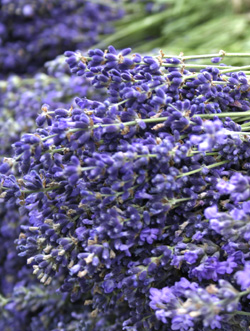 Lavender for Sale