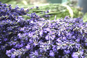 Lavender for Sale