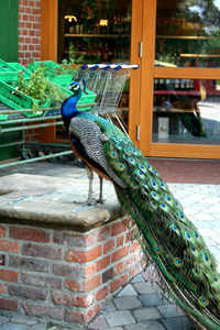 peacock at the grocery store