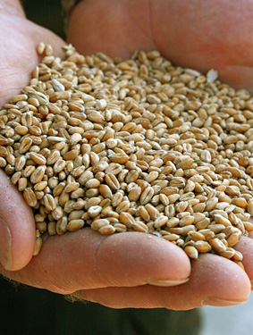 whole kernels of wheat