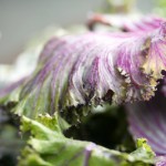 purple kale