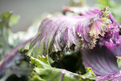 purple kale 