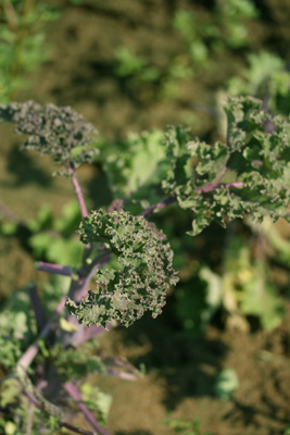 red-kale