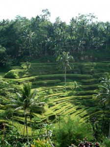 rice fields in bali